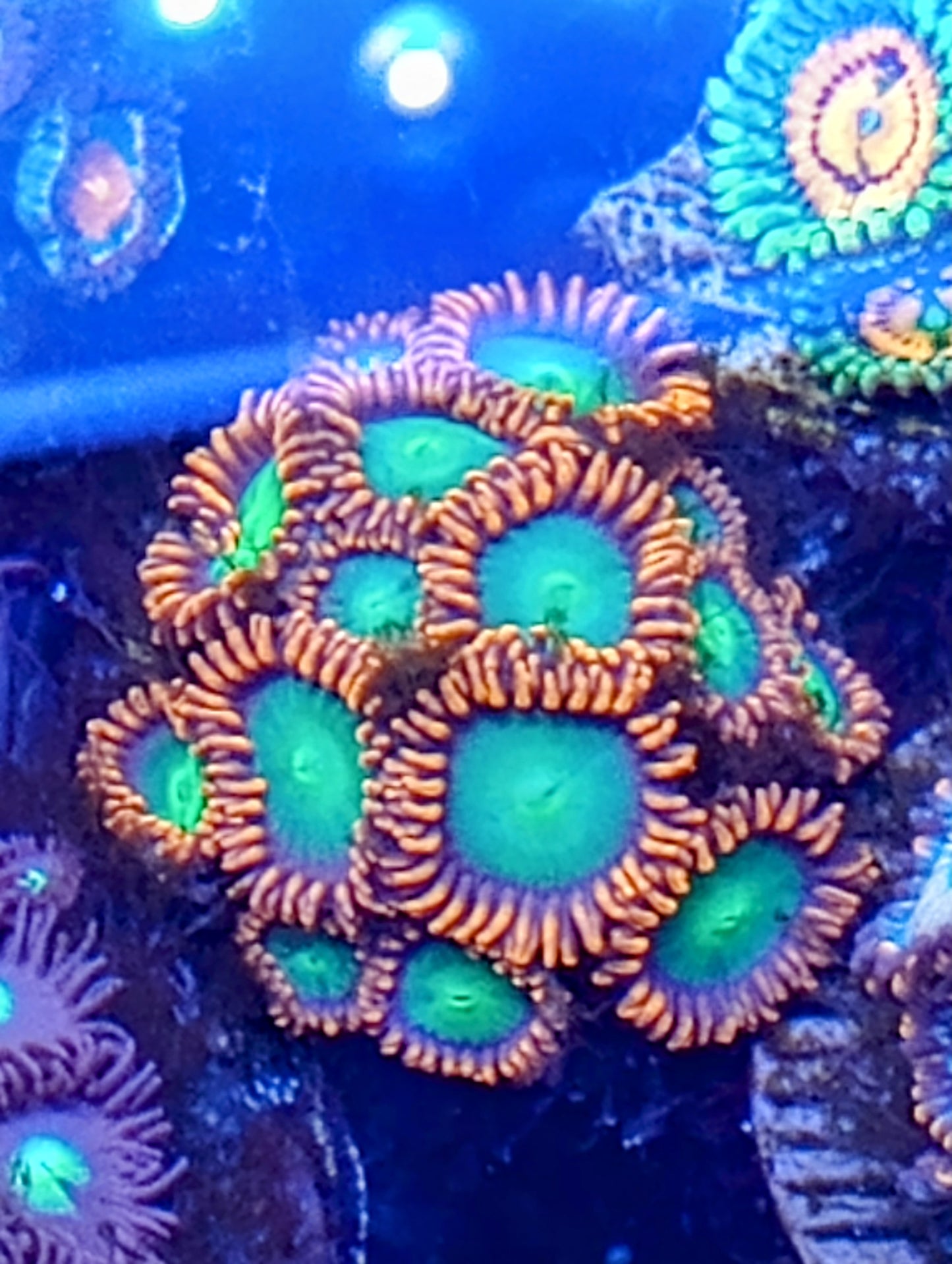 Goblins on Fire Zoanthids