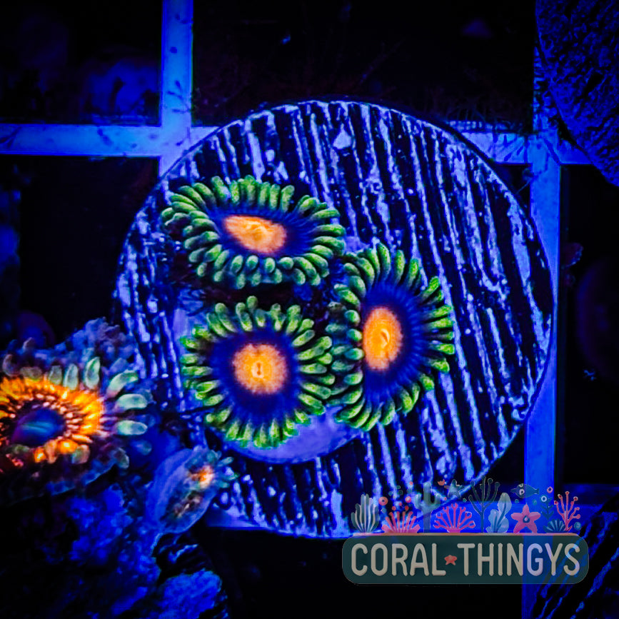 Blowpop Zoanthids (WYSIWYG)