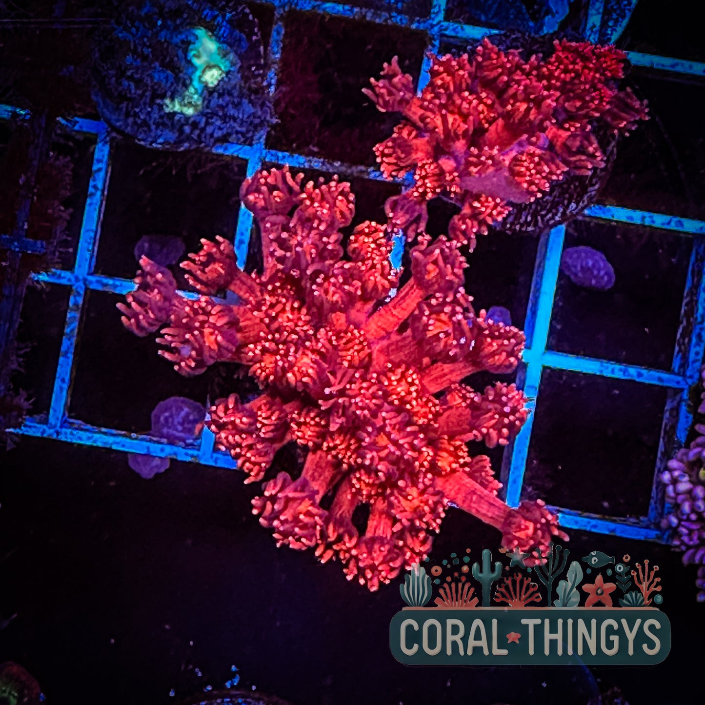 Ruby Red Goniopora