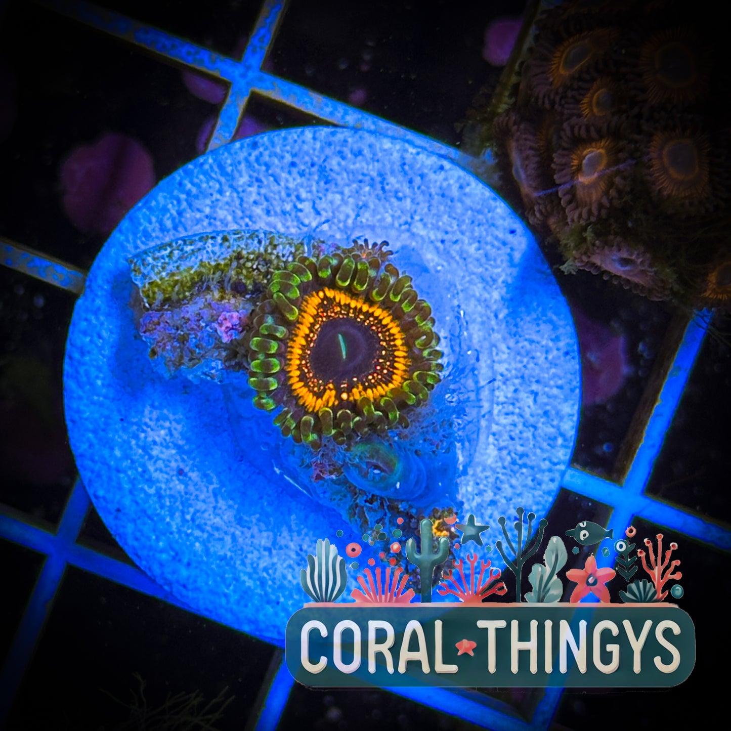 Electric Pink Zoanthid (WYSIWYG)