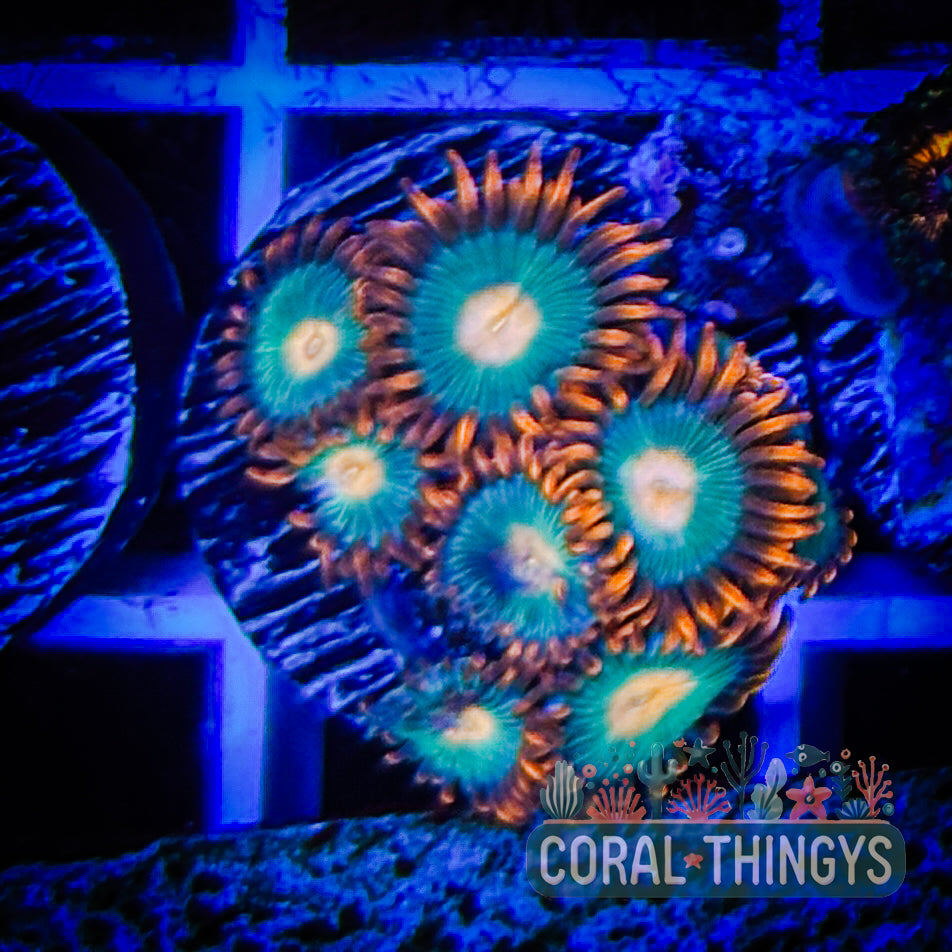 Gatorade Zoanthid (WYSIWYG)