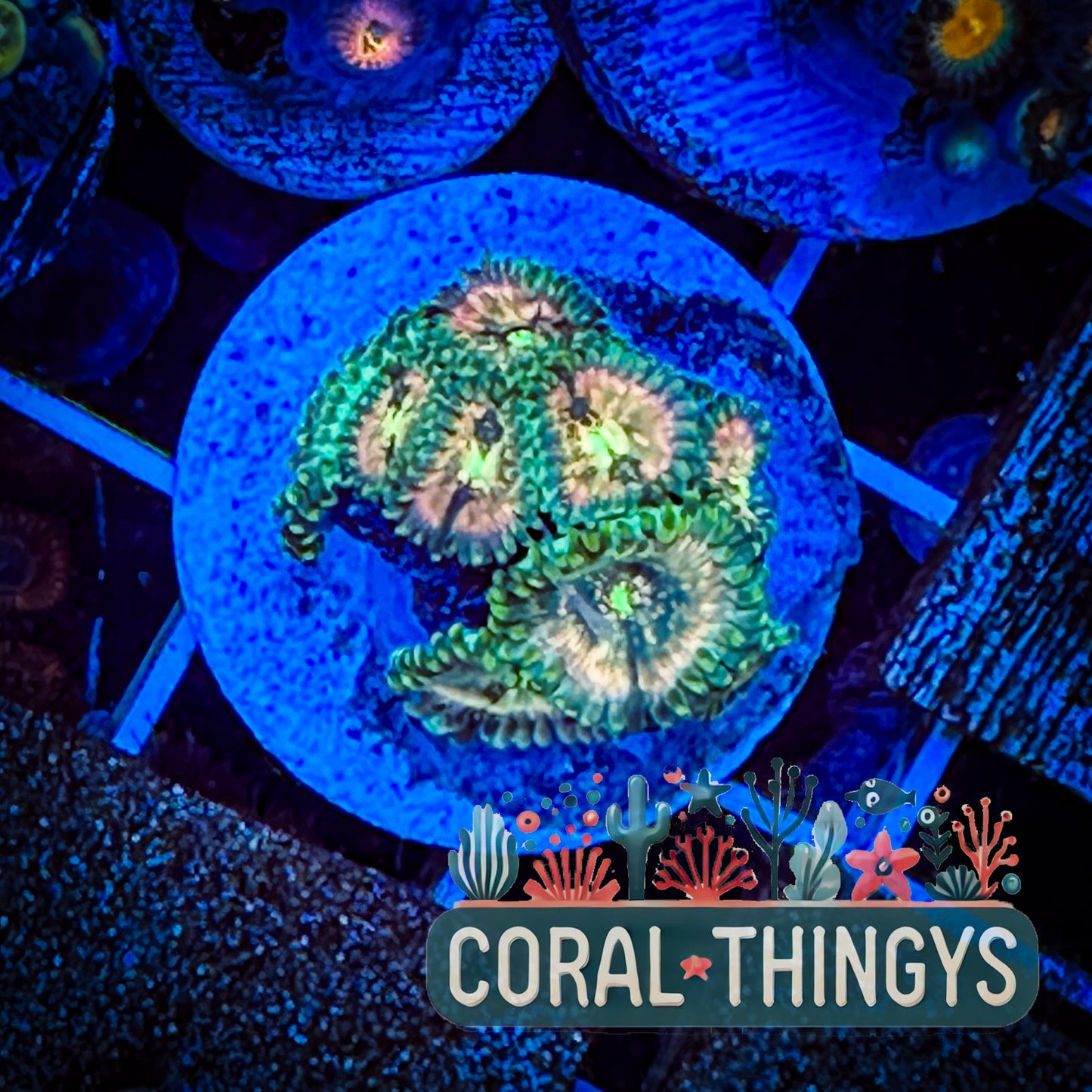 Hawaiian Ding Dang Zoanthids (WYSIWYG)