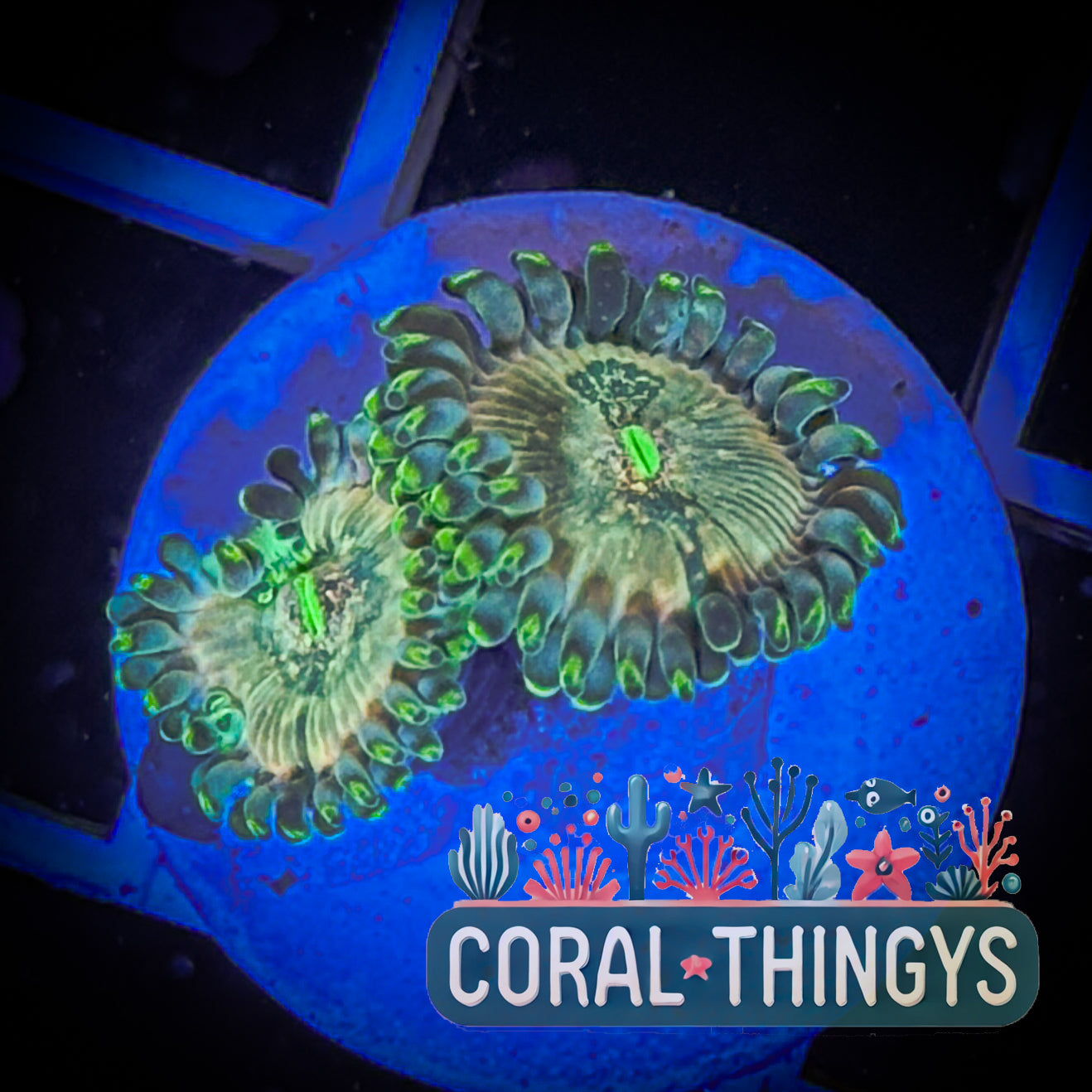 Hawaiian Ding Dang Zoanthids (WYSIWYG)