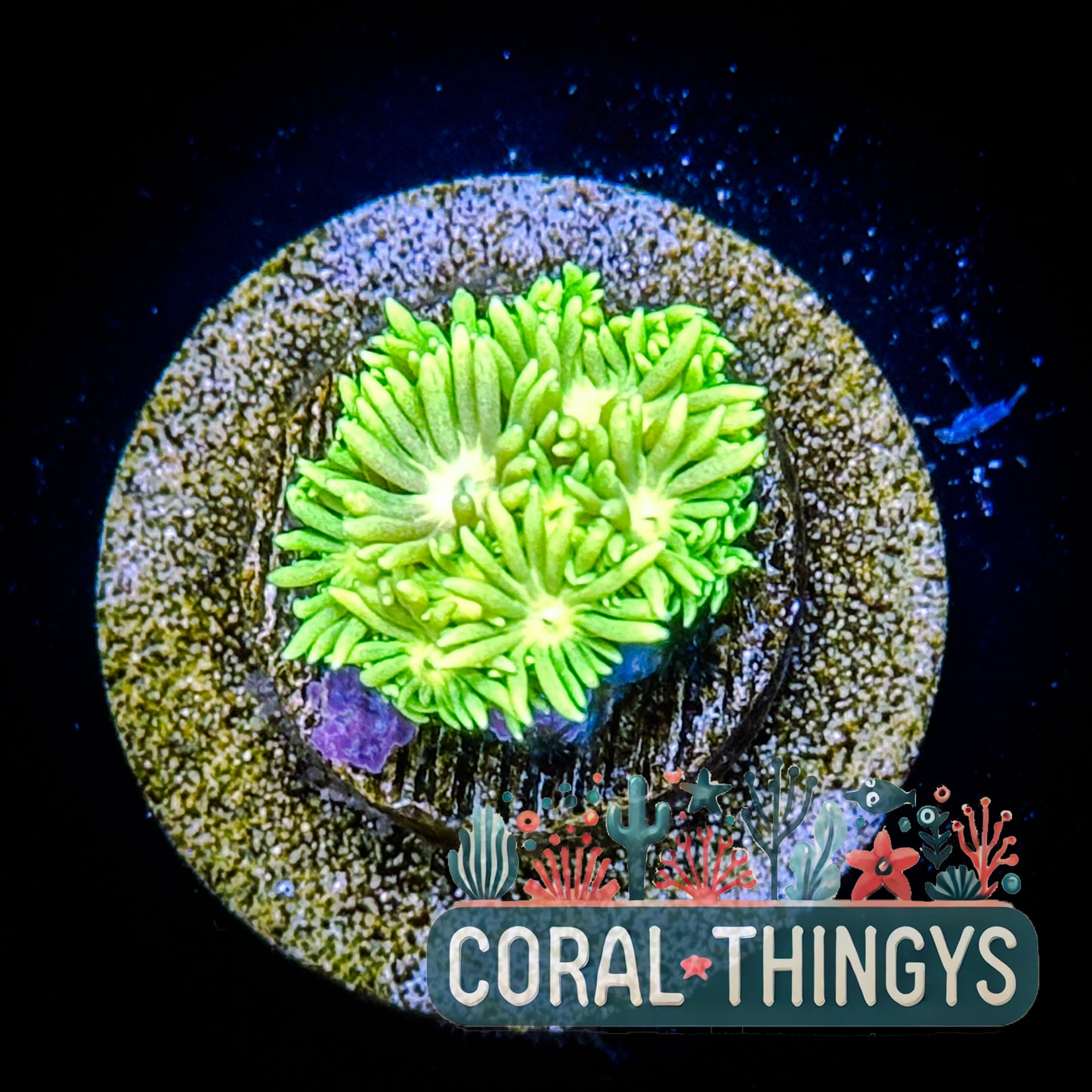 Yellow Starburst Goniopora (WYSIWYG)