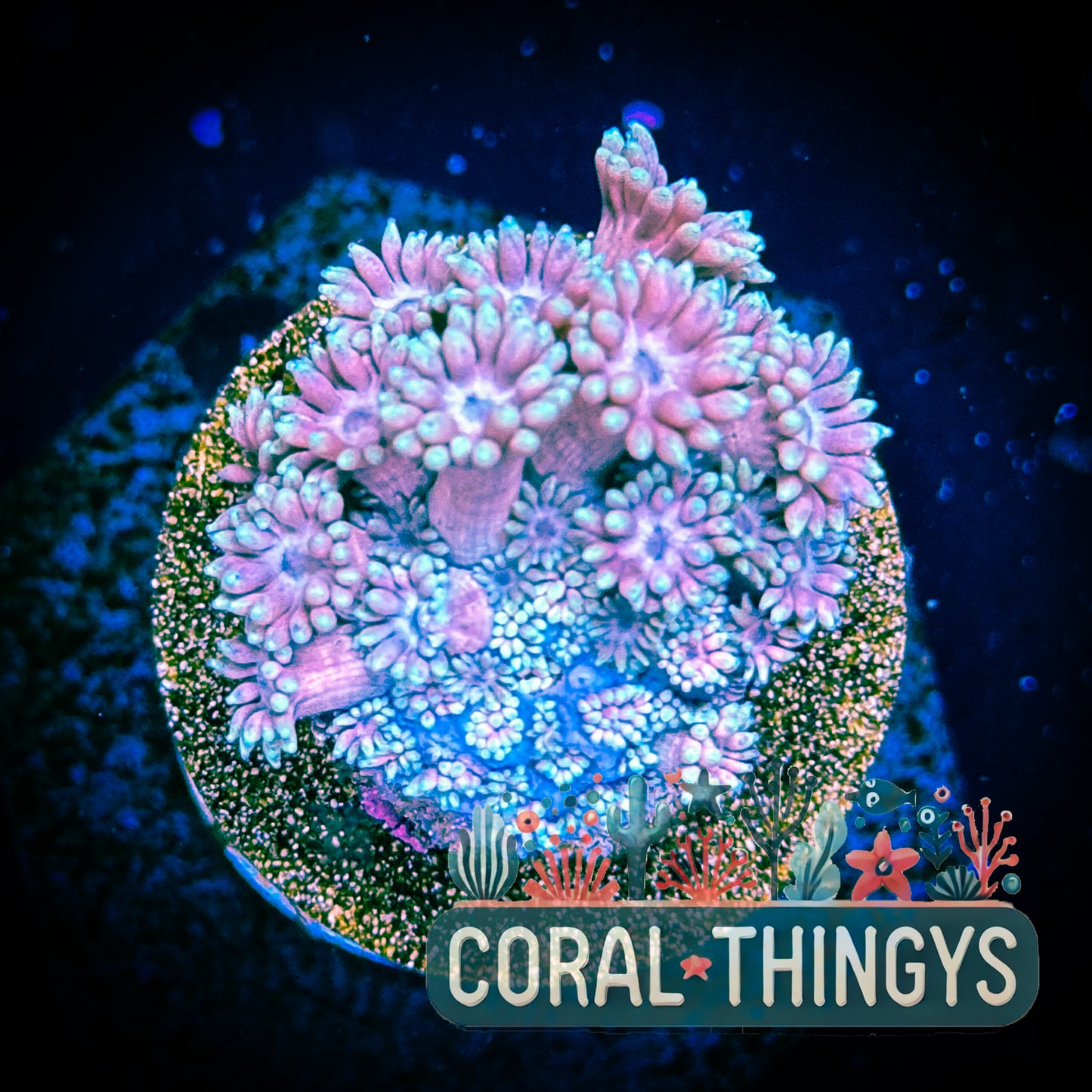 Pink & Lavender Micro Goniopora