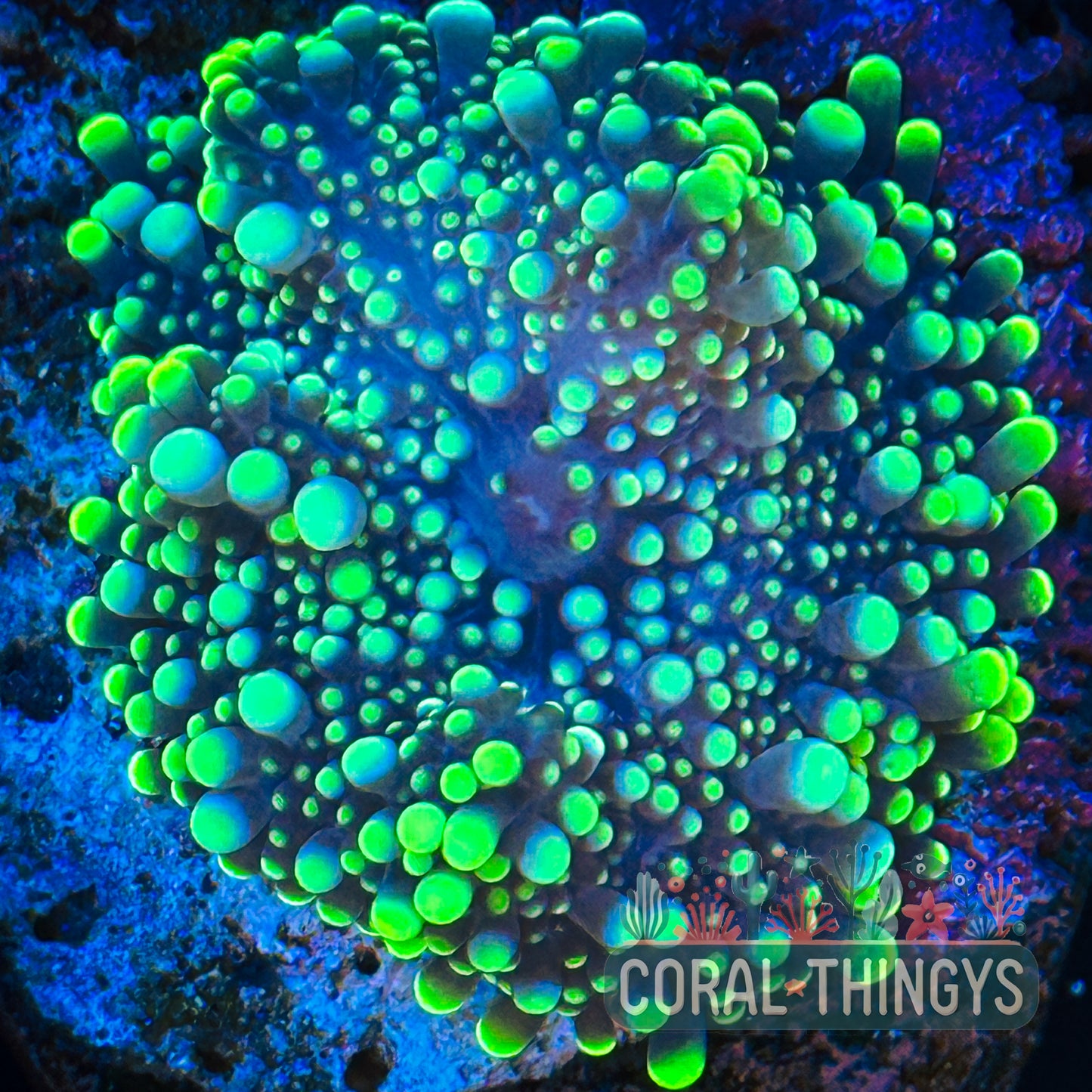 Yellow Yuma Mushroom (WYSIWYG)