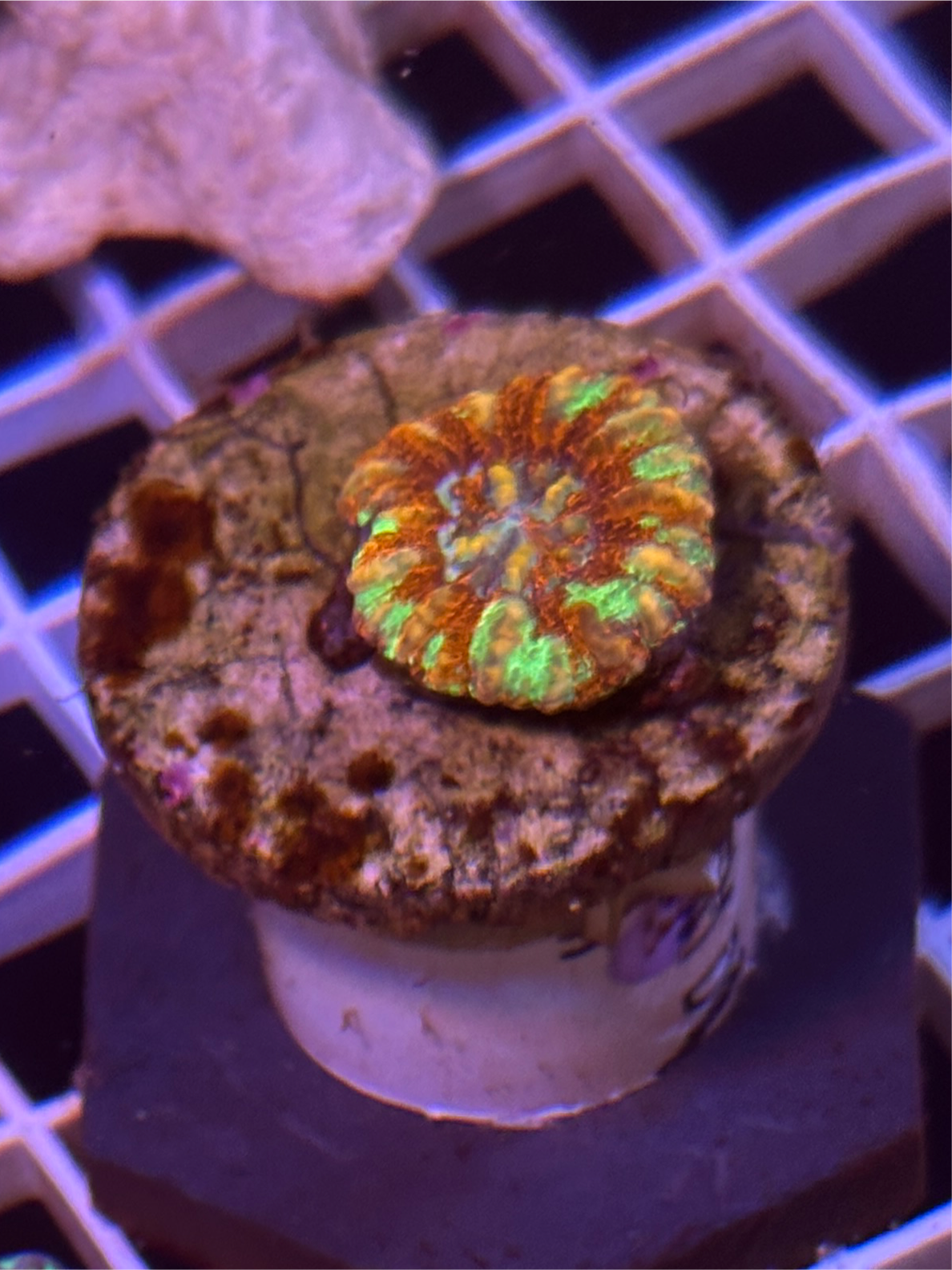 Aussie Ultra Mini Scolymia - 1” diameter