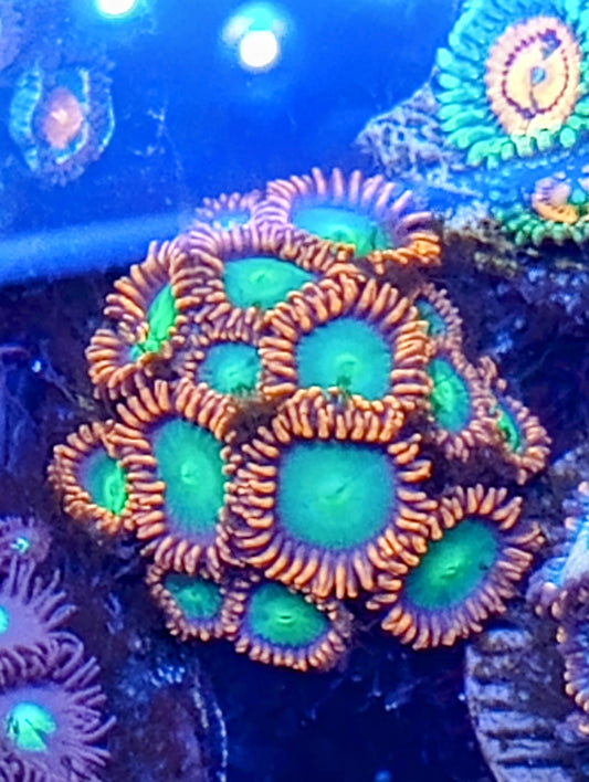 Goblins on Fire Zoanthids