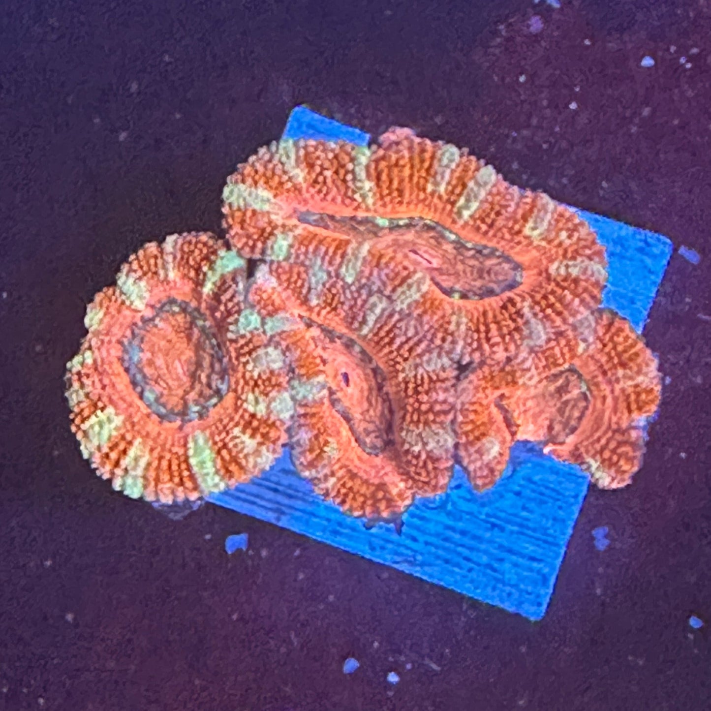 Ultra Acan Lords