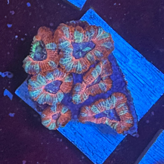 Ultra Acan Lords