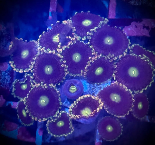 Antimatter Zoanthid (10+ polyps)