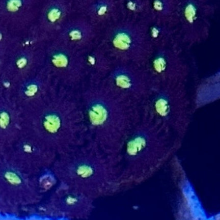 Obsidian Zoanthids