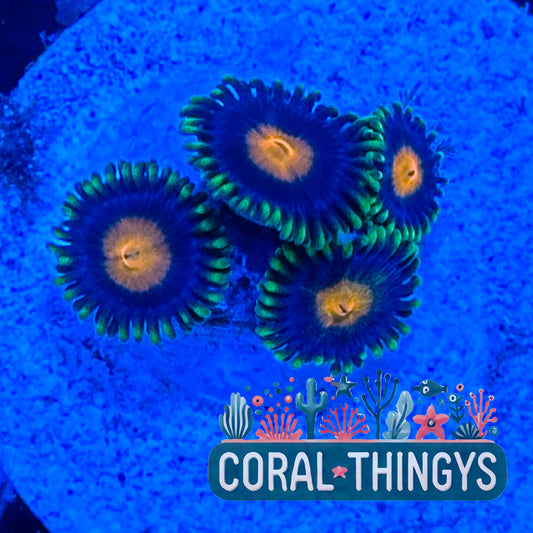 Blowpop Zoanthids (WYSIWYG)