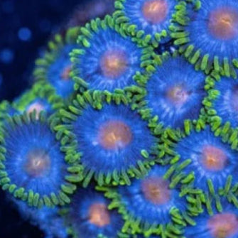 Blowpop Zoanthids