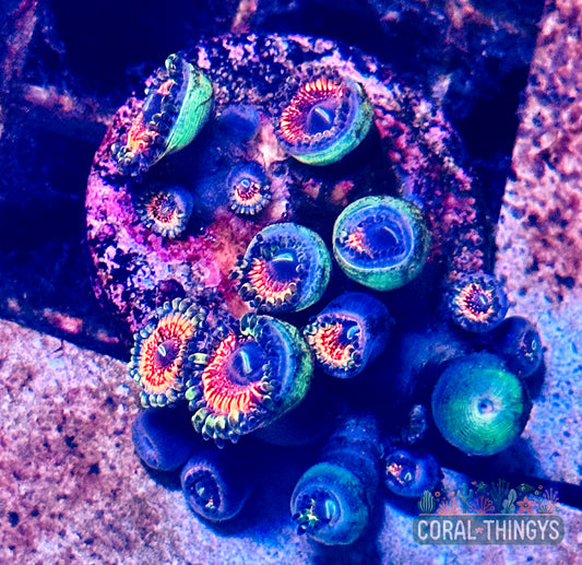 Electric Pink Zoanthids