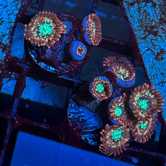 Frost Diamond Zoanthid