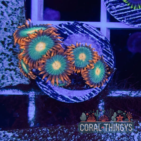 Gatorade Zoanthid (WYSIWYG)