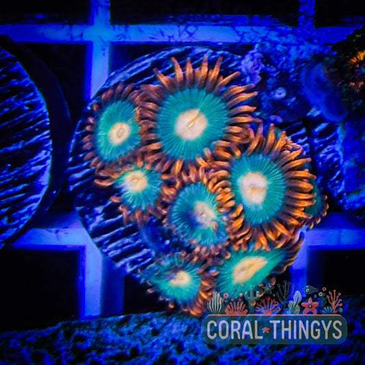 Gatorade Zoanthid (WYSIWYG)