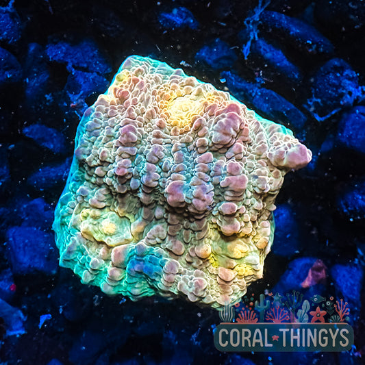 Coral Thingys Golden Hour Chalice (WYSIWYG)