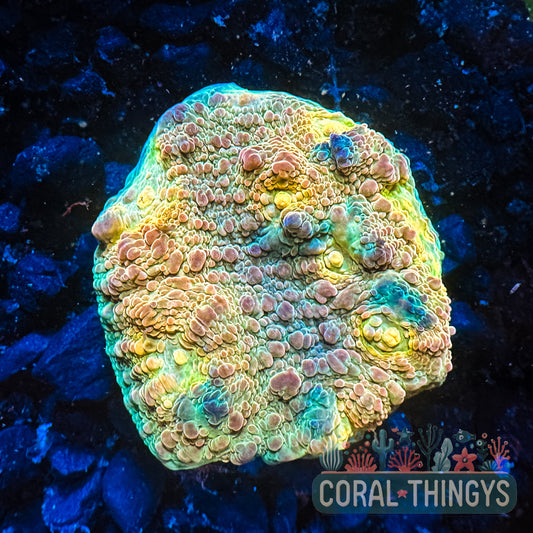 Coral Thingys Golden Hour Chalice (WYSIWYG)