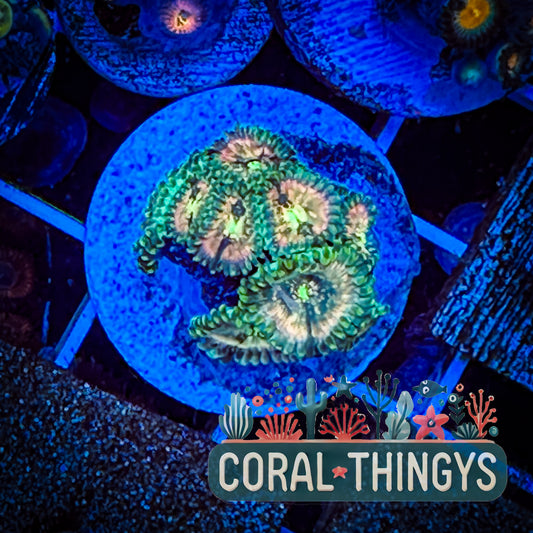 Hawaiian Ding Dang Zoanthids (WYSIWYG)