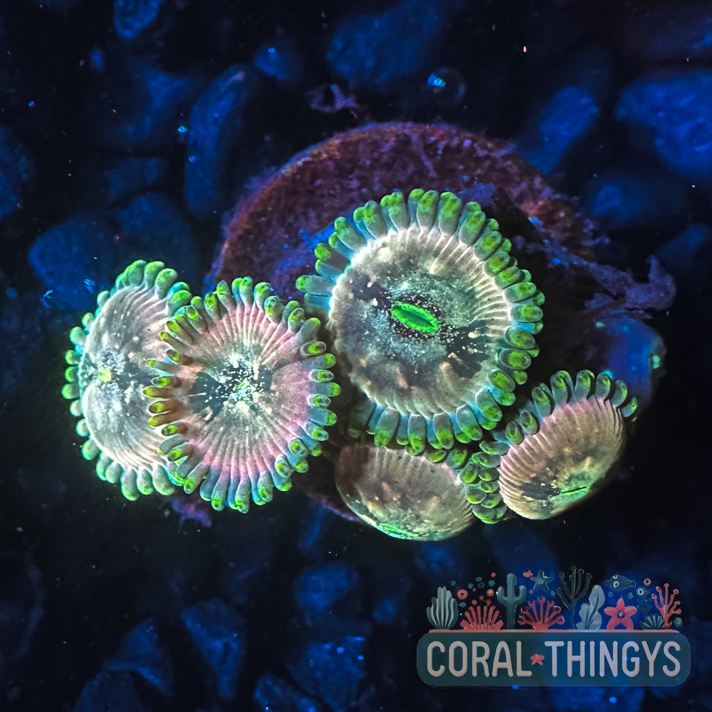 Hawaiian Ding Dang Zoanthids