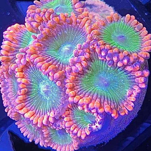 Oompa Loompa Zoanthids