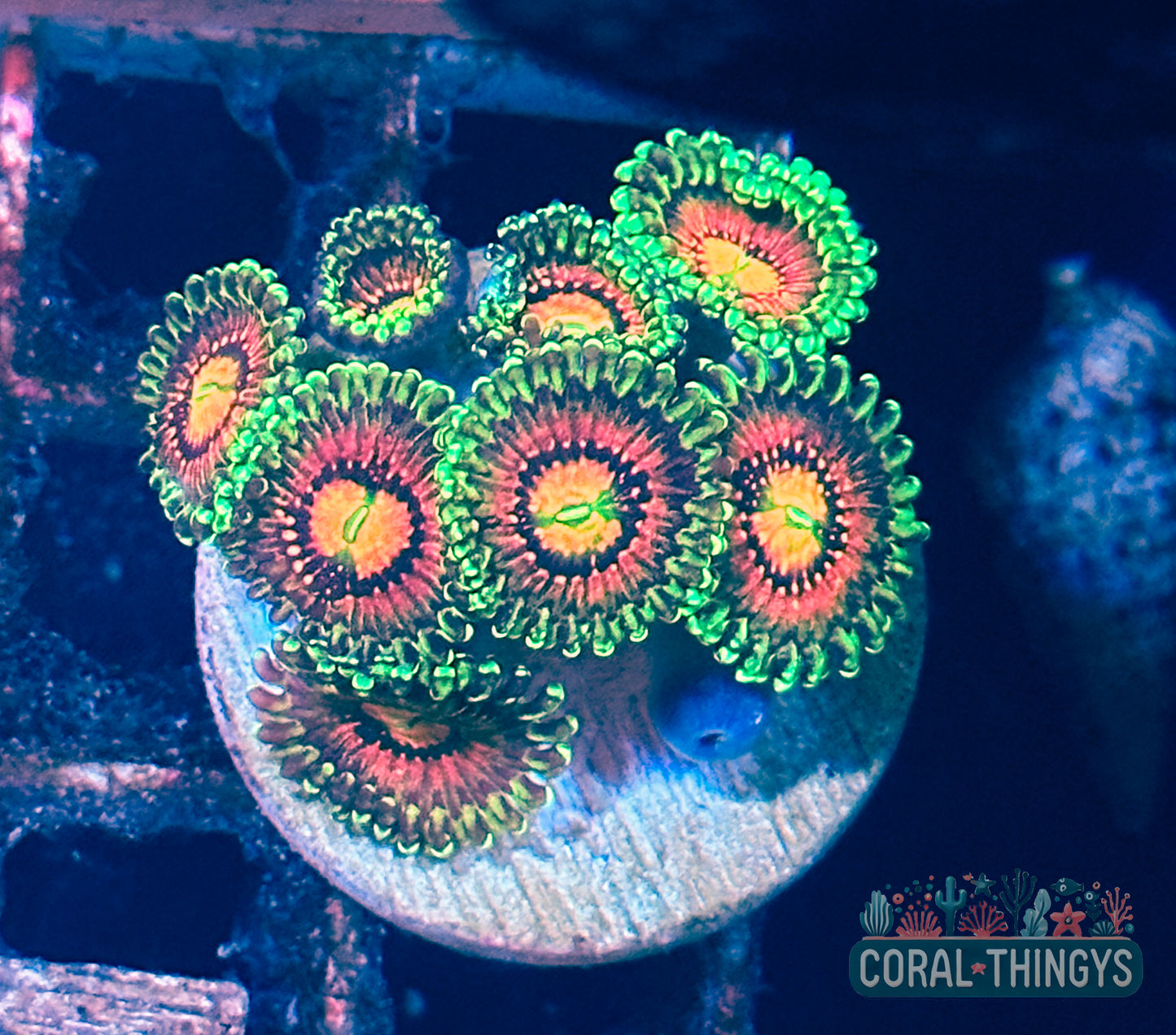 Rainbow Incinerator Zoanthids (WYSIWYG)