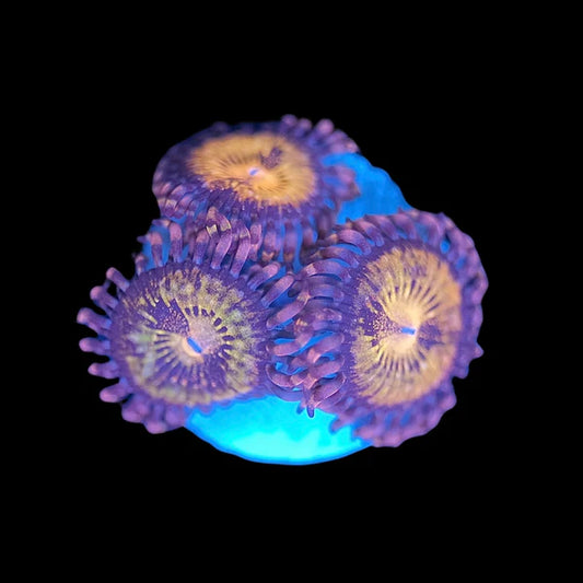 Pandora Zoanthids