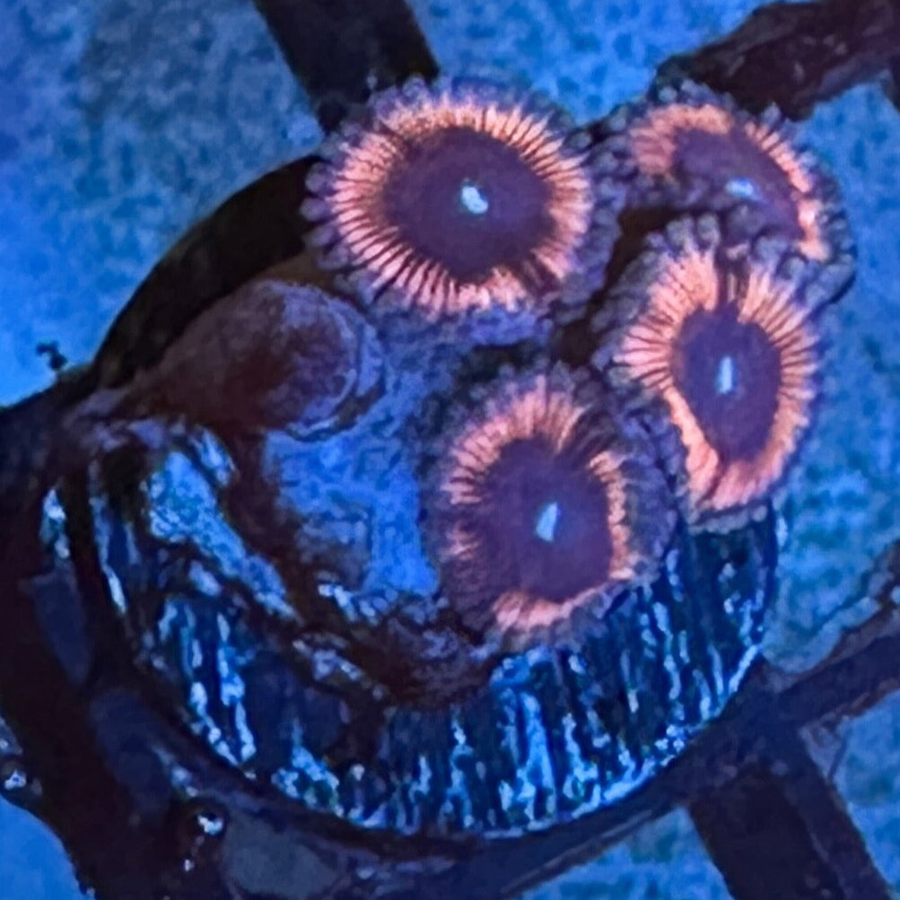 Pink Rapture Zoanthids