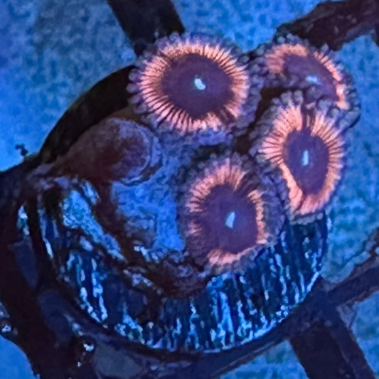 Pink Rapture Zoanthids