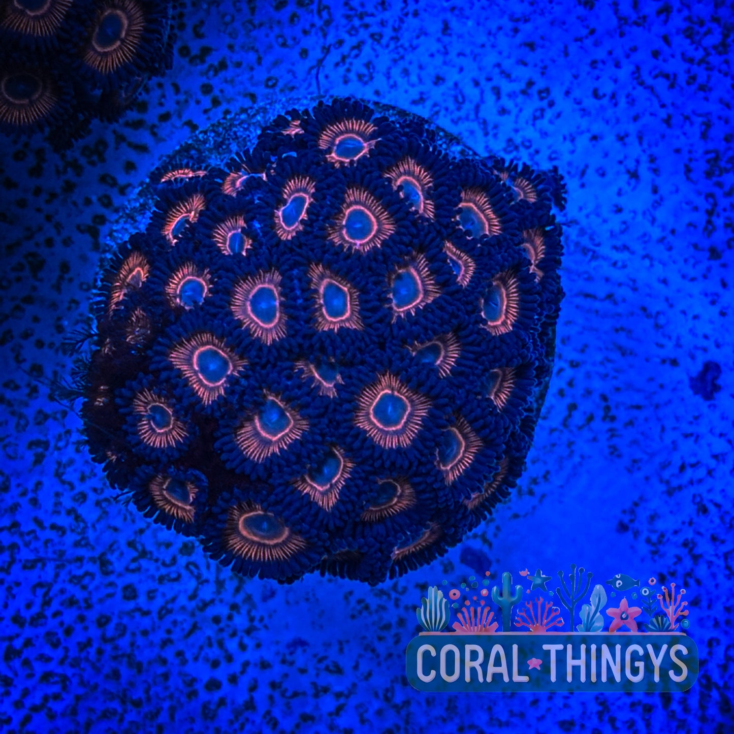 Red and Blue Zoanthids (WYSIWYG)