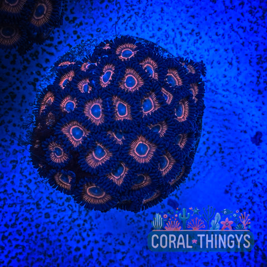 Red and Blue Zoanthids (WYSIWYG)