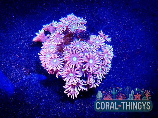 Sakura Goniopora