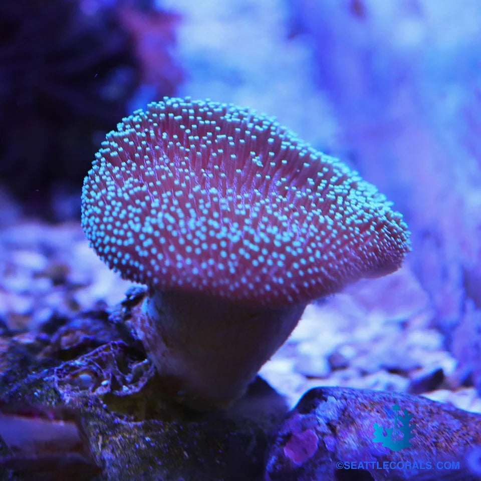 Blue-tip toadstool leather