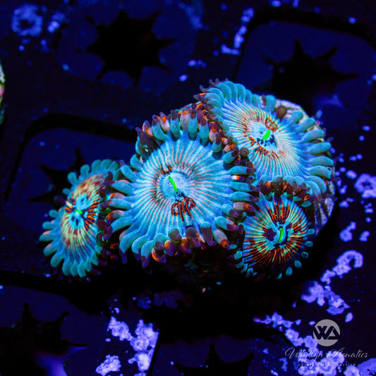 White Zombie Zoanthid