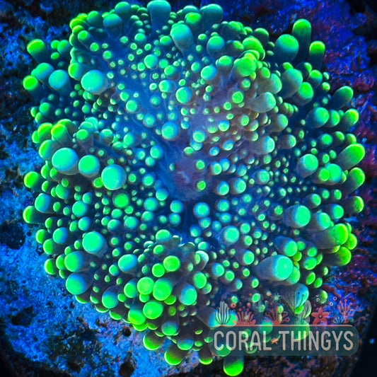 Yellow Yuma Mushroom (WYSIWYG)